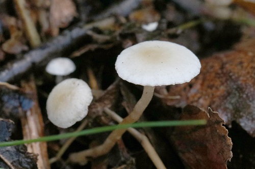 Collybia cookei